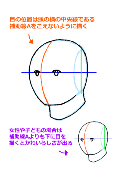 頭部における目の基本的な位置