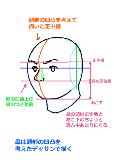 頭部における鼻の正しい位置解説図