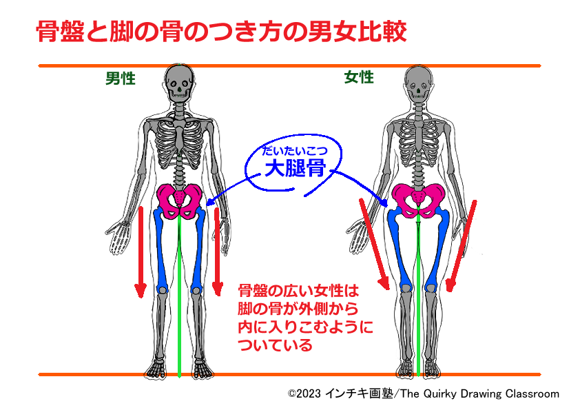 脚の骨のつき方の男女比較図