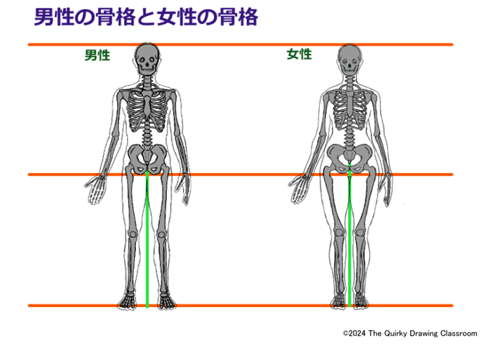 男性の骨格と女性の骨格