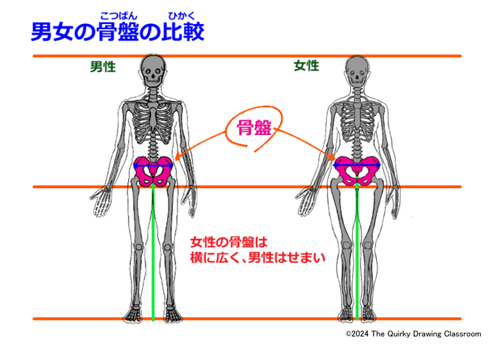 男女の骨盤の大きさ比較