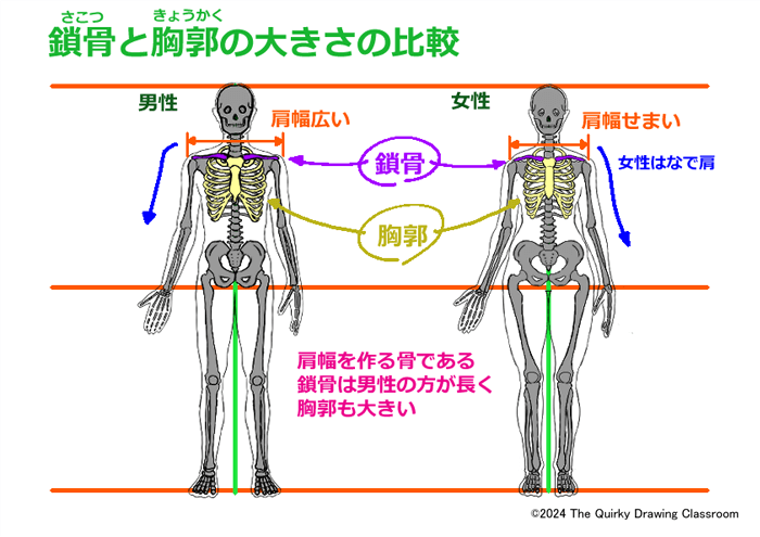 鎖骨と胸郭の男女比較図