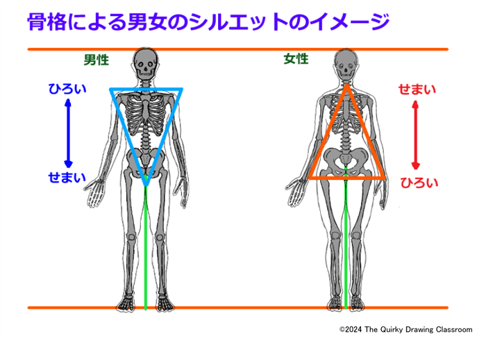 骨格による男女のシルエットのイメージ