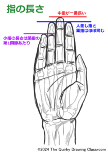 手が描きたくなる知識とコツ~手の骨と比率をおぼえよう~ | へんてこ画塾