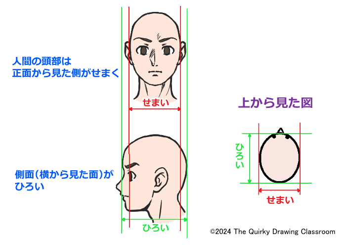 人間の頭部の形