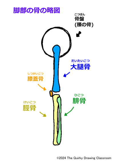 脚部の骨の略図