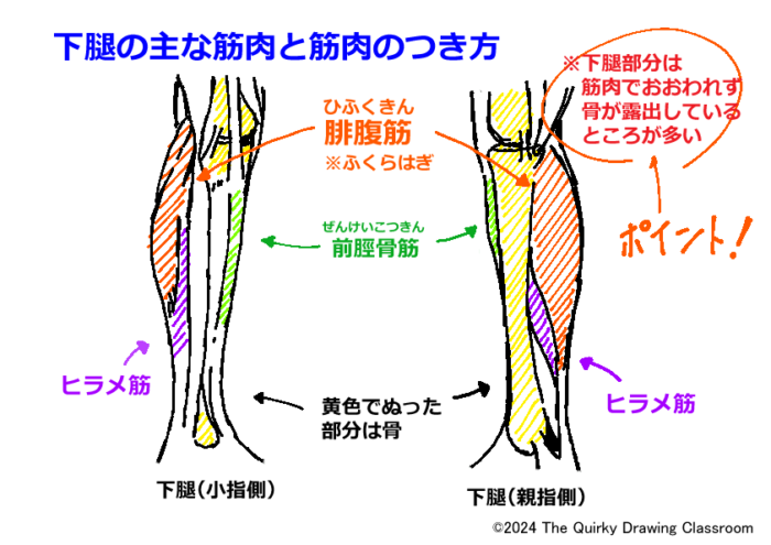 下腿の筋肉図