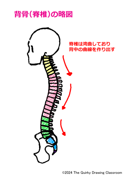 背骨の略図