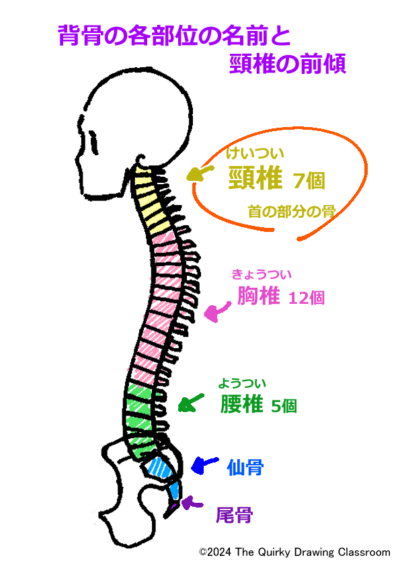 背骨の各部位の名前と頸椎の前傾