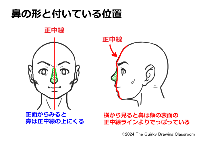 頭部に対する鼻のつき方解説図