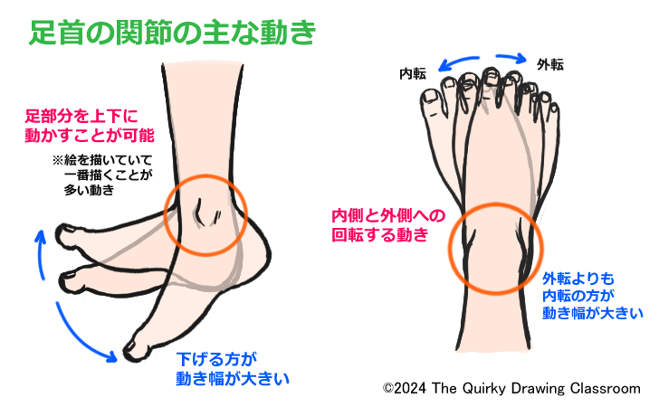 足首の関節の主な動き