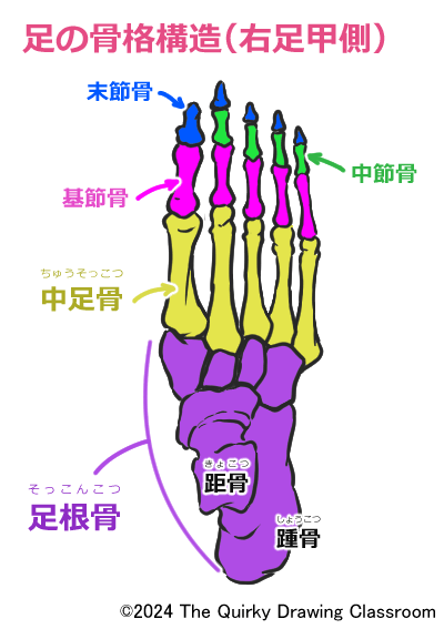 足の骨格構造