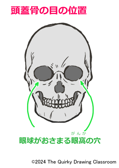 頭蓋骨と眼窩