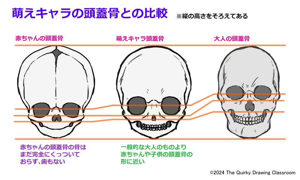 萌えキャラの頭蓋骨との比較