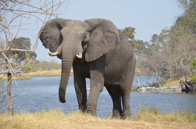 elephant photo01