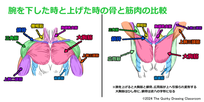 腕を下ろした時と上げた時の骨と筋肉の比較02