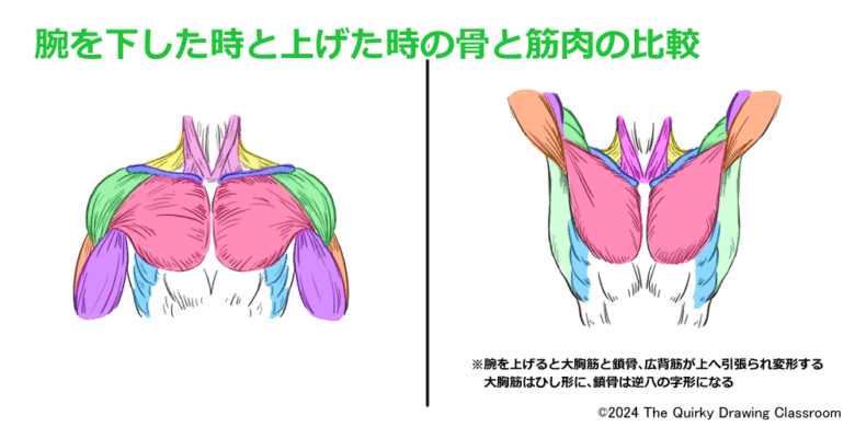 腕を下ろした時と上げた時の骨と筋肉の比較01