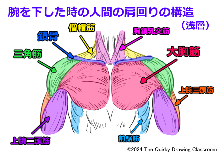 腕を下ろした時の人間の肩まわりの構造(浅層)