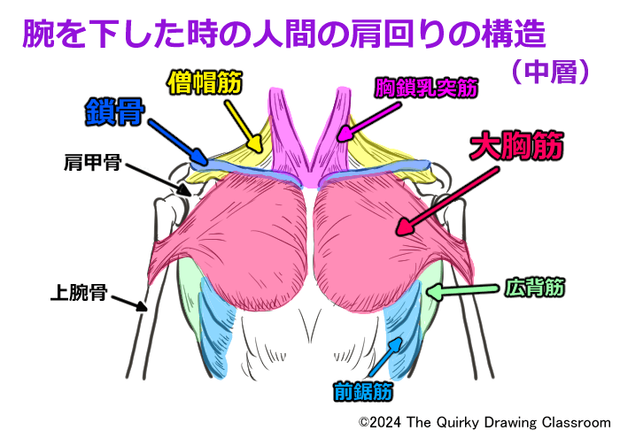 腕を下ろした時の人間の肩まわりの構造(中層)