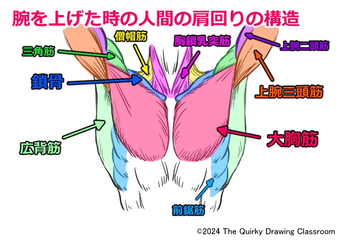 腕を上げた時の人間の肩まわりの構造