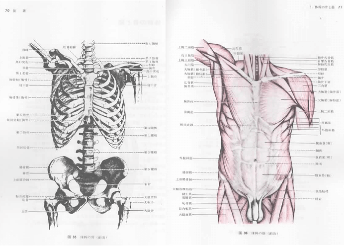 『新編 美術解剖図譜』sample01