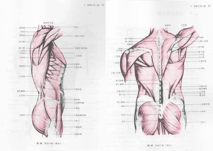 『新編 美術解剖図譜』sample02