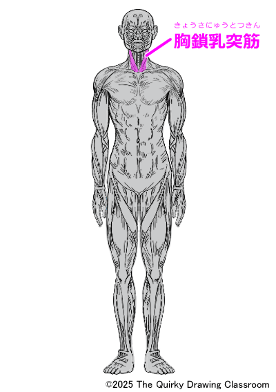 sternocleidomastoid muscle