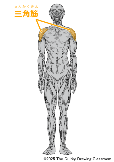 deltoid muscle