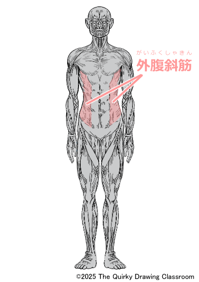 abdominal external oblique muscle