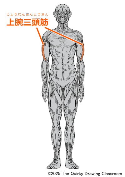 triceps brachii muscle front
