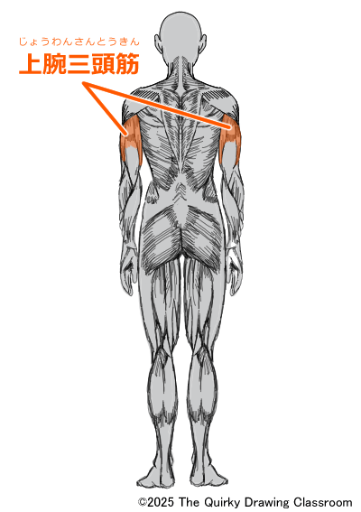 triceps brachii muscle
