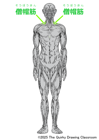 trapezius front