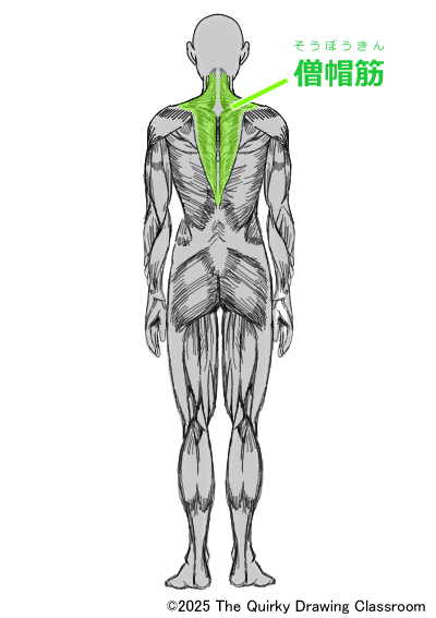 trapezius back