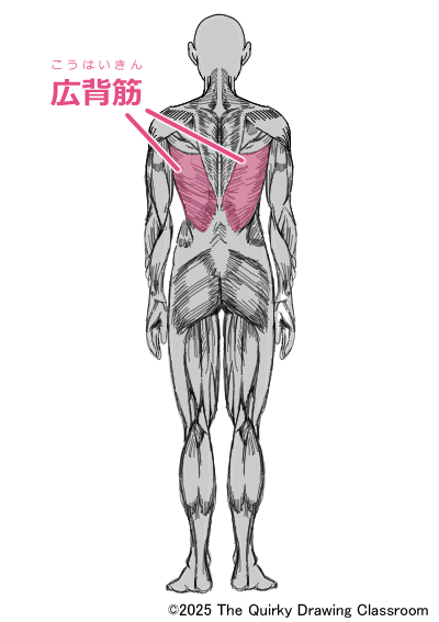 latissimus dorsi