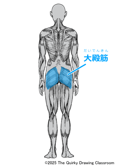gluteus maximus muscle