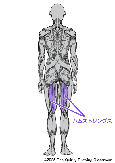 hamstring