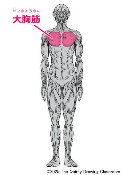 pectoralis major